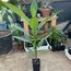 Plumeria