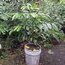 Black Sapote