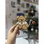 Teddy bear bardak altlığı
