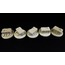 5 Kuru Kafalı Hazine Sandığı 28mm Ölçek için