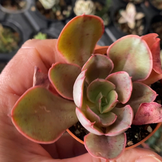 Echeveria Painted Frills