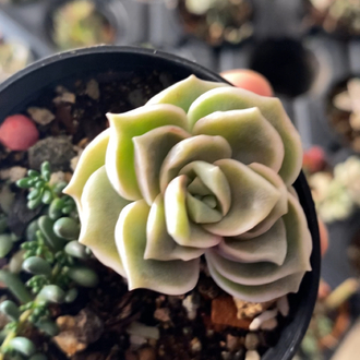 Echeveria Lovely Rose