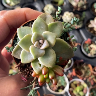 Echeveria Pikruz