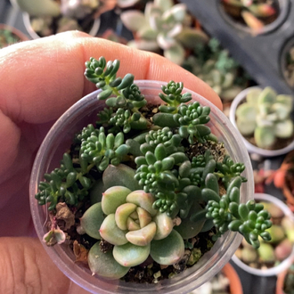 Sedum / echeveria 