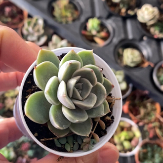 Echeveria Orion