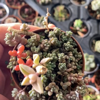 Sedum minör