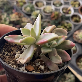 Graptoveria Peach