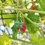 Grape Earrings