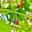 Grape Earrings