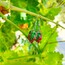 Grape Earrings