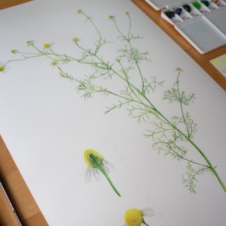 Matricaria chamomille L. - Fine Art Koleksiyonu (Edisyonlu & İmzalı)