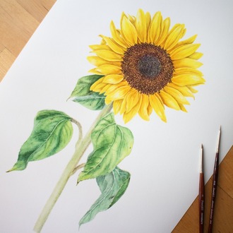 Helianthus annuus - Fine Art Koleksiyonu (Edisyonlu & İmzalı)