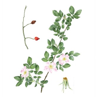 Rosa canina - Fine Art Koleksiyonu (Edisyonlu & İmzalı)