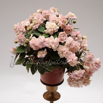 FİDE/pink mint/TRAİL