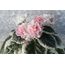  FİDE/LE-Elegance/STANDART 