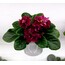 FİDE/AV CHORNYY PRİNTS/STANDART