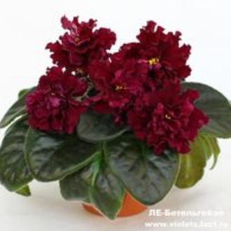 STARTER/LE-Betel'geyze/STANDART