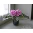 FİDE/rs znatnaya/STANDART 