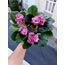  FİDE/HEARTS AFLUTTER/STANDART 