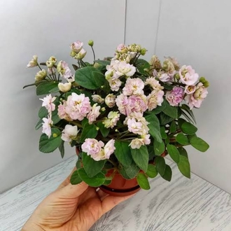 FİDE/pink mint/TRAİL