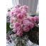 FİDE/ROSE BOUQUET/STANDART