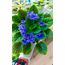 FİDE/LE khrustal/TRAİL 