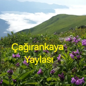 YAYLA SIR BALI 850g