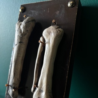 Bones Series - 3