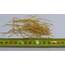 4cm düz civi sarı 10 gram 