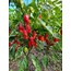 Ghost pepper - Taze