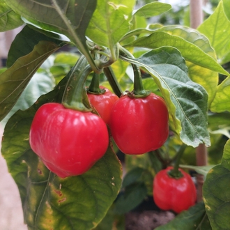 Habanero Acı Sos