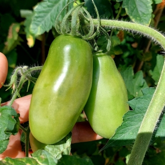 Jalapeno & San Marzano Sos