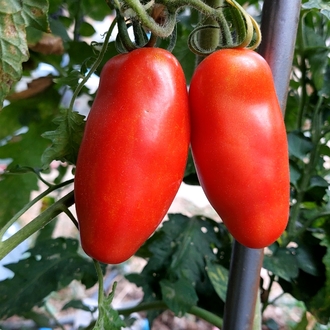 Red Habanero & San Marzano Sos