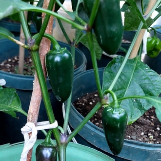 Jalapeno & San Marzano Sos