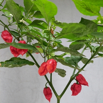 Ghost Pepper Pul Biber