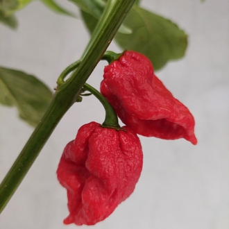 Ghost Pepper Pul Biber