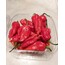 Ghost pepper - Taze