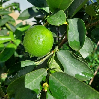 Habanero & Lime Limon Sos