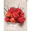 Carolina Reaper Taze
