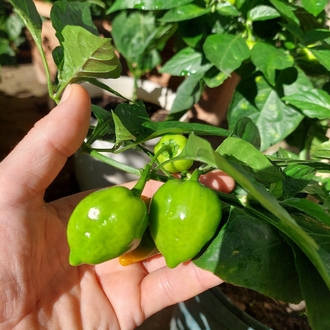 Habanero & Lime Limon Sos