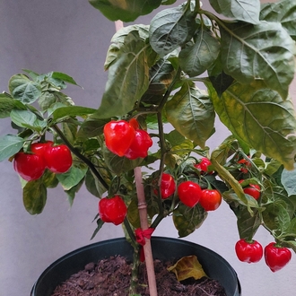 Habanero Acı Sos