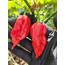 Ghost pepper - Taze