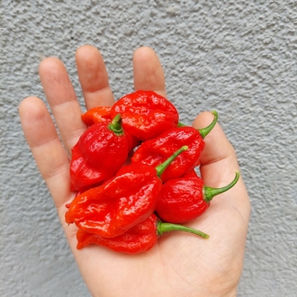 Ghost Pepper Acı Sos