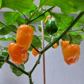 Ananas & Mango & Habanero Sos