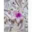 aloha toka lotus toka manolya çiçek