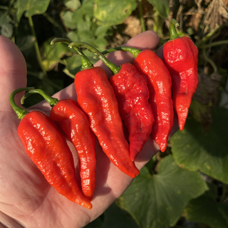 B-391-Bedlamite Jalapeno