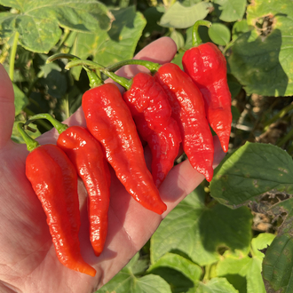B-391-Bedlamite Jalapeno
