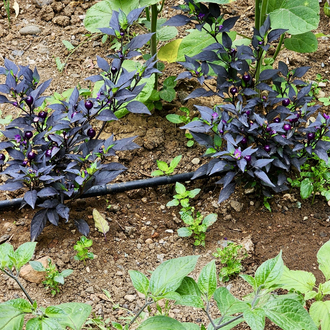 B-345-Midwest Midnight (Purple Flash x )