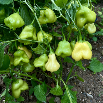 B-403-Aji Fantasy