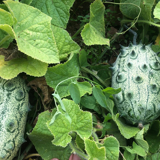 Kiwano